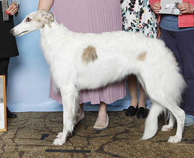 2025 Puppy Sweepstakes Bitch, 21 months and under 24 - 4th