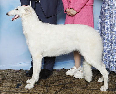 2025 Puppy Sweepstakes Bitch, 6 months and under 9 - 1st