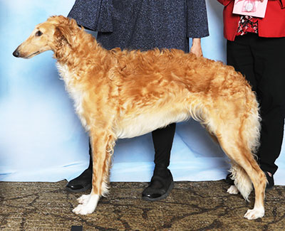 2025 Puppy Sweepstakes Bitch, 9 months and under 12 - 1st