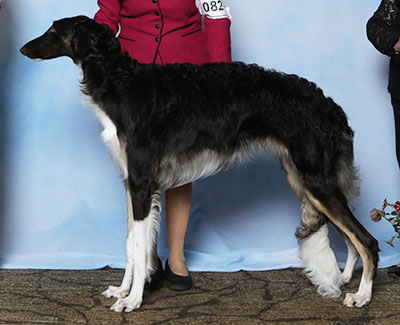 2025 Puppy Sweepstakes Bitch, 9 months and under 12 - 3rd