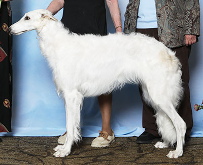 2025 Puppy Sweepstakes Bitch, 9 months and under 12 - 4th