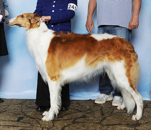 2025 Best of Opposite Sex To Best In Puppy Sweepstakes