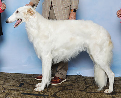 2025 Puppy Sweepstakes Dog, 12 months and under 15 - 1st