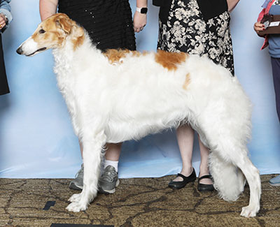 2025 Puppy Sweepstakes Dog, 12 months and under 15 - 2nd