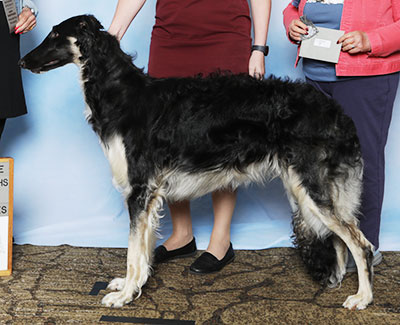 2025 Puppy Sweepstakes Dog, 12 months and under 15 - 4th