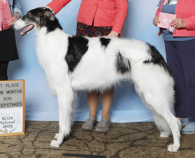 2025 Puppy Sweepstakes Dog, 15 months and under 18 - 1st