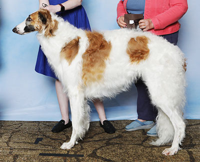 2025 Puppy Sweepstakes Dog, 15 months and under 18 - 2nd