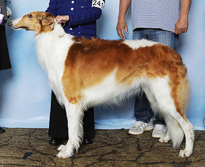 2025 Puppy Sweepstakes Dog, 18 months and under 21 - 1st