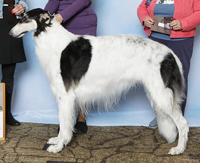 2025 Puppy Sweepstakes Dog, 18 months and under 21 - 2nd