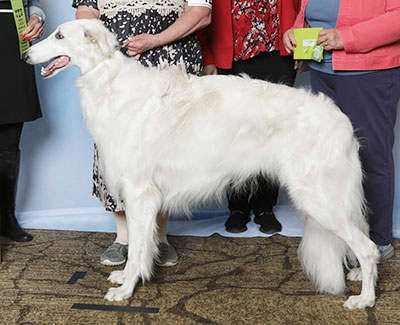 2025 Puppy Sweepstakes Dog, 18 months and under 21 - 3rd