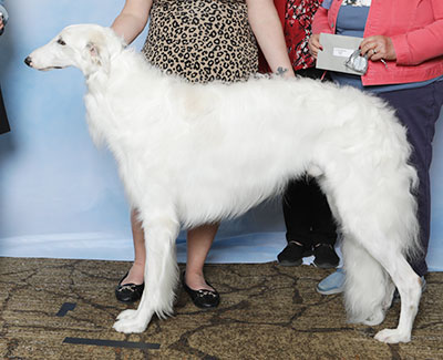 2025 Puppy Sweepstakes Dog, 18 months and under 21 - 4th