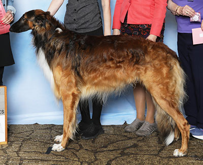 2025 Puppy Sweepstakes Dog, 21 months and under 24 - 1st