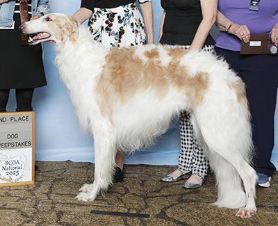 2025 Puppy Sweepstakes Dog, 21 months and under 24 - 2nd
