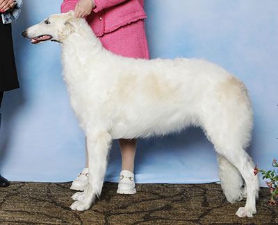 2025 Puppy Sweepstakes Dog, 6 months and under 9 - 1st
