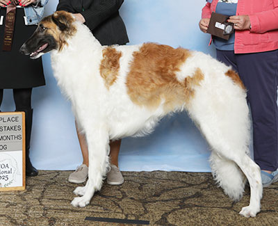 2025 Puppy Sweepstakes Dog, 9 months and under 12 - 2nd