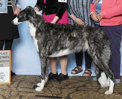 2025 Puppy Sweepstakes Dog, 9 months and under 12 - 4th