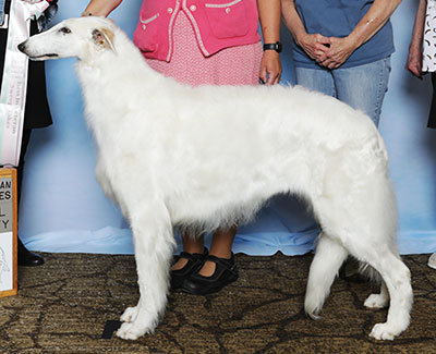 2025 Veteran Sweepstakes Bitch, 7 years and under 8 - 1st