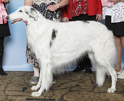 2025 Veteran Sweepstakes Dog, 7 years and under 8 - 1st