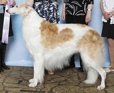 2025 Veteran Sweepstakes Dog, 9 months and under 12 - 1st