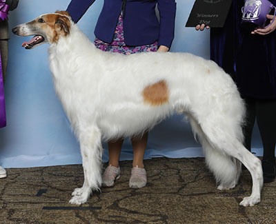2025 Winners Dog