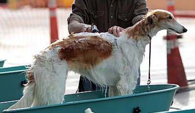 Bathing a Borzoi for a Dog Show