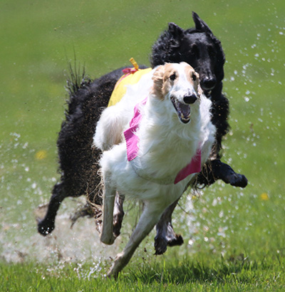 Coursing on a wet field