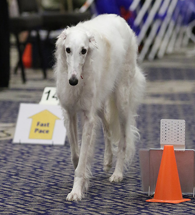 A Borzoi competing in Rally
