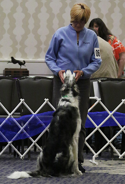 Borzoi Obedience Recall