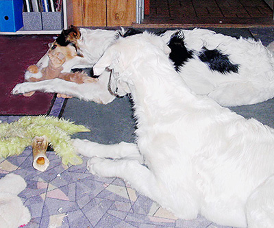 Borzoi Puppies and Toys